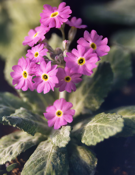 Primula frondosa var columnae en fleurs sur des rochers calcaires ombragés dans les Balkans